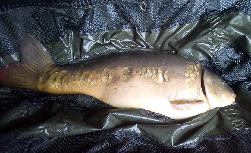 12lb 8oz Winston. June 2020 (3)