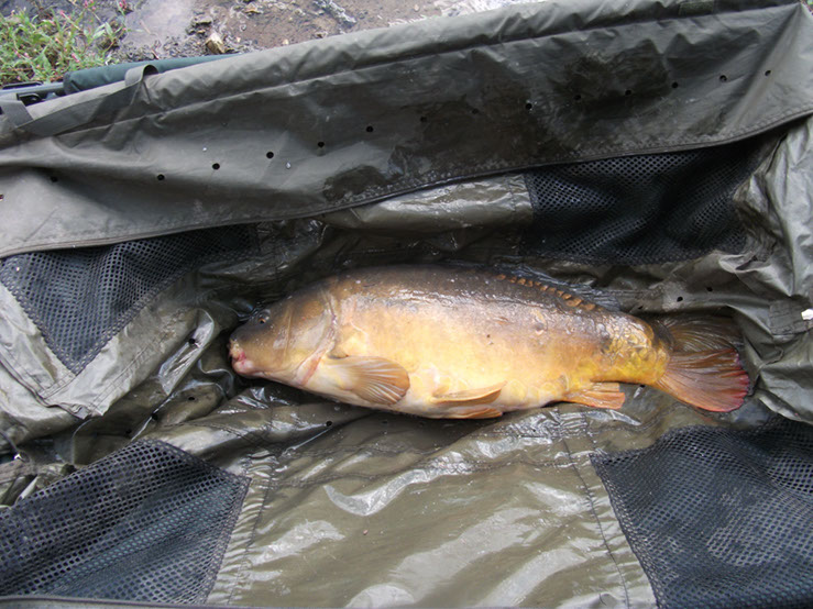 20lb