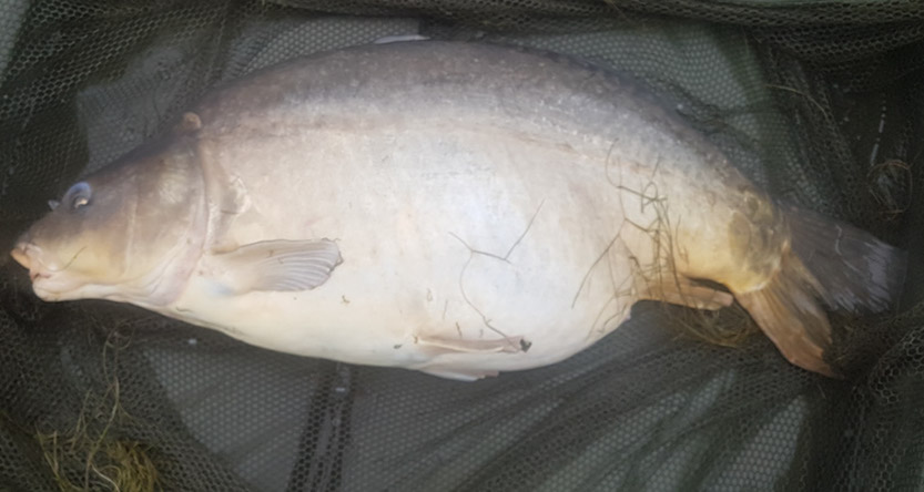 31lb 8oz Baby Big Girl. June 2016. Teabag