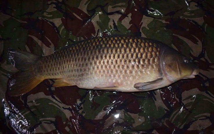 16lb 8oz. Feb 2017. Beginners Peg