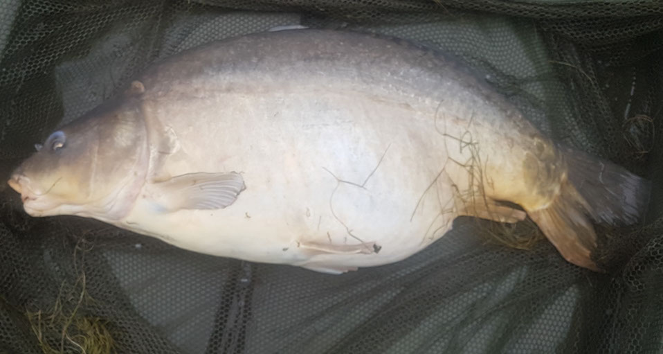 31lb 8oz Baby Big Girl. June 2016. Teabag