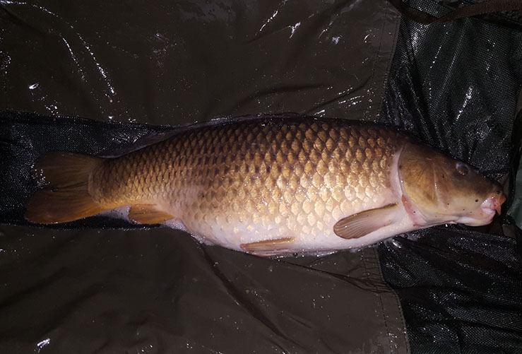 25lb. May 2017. Beginners Peg