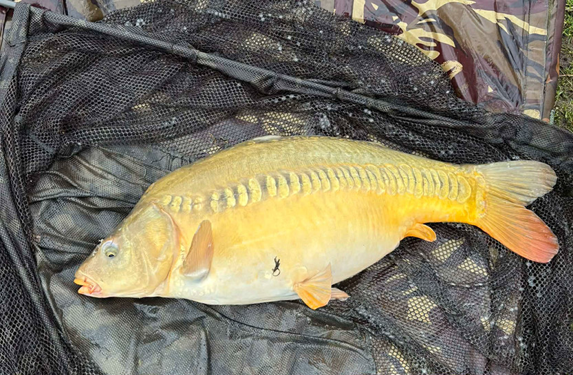 12lb Kaidens Linear. March 2026