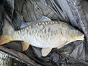 17lb 4oz Pops. May 2025 (1)