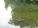 Fish on Dam Wall after Storm 28.06.2012 (5)