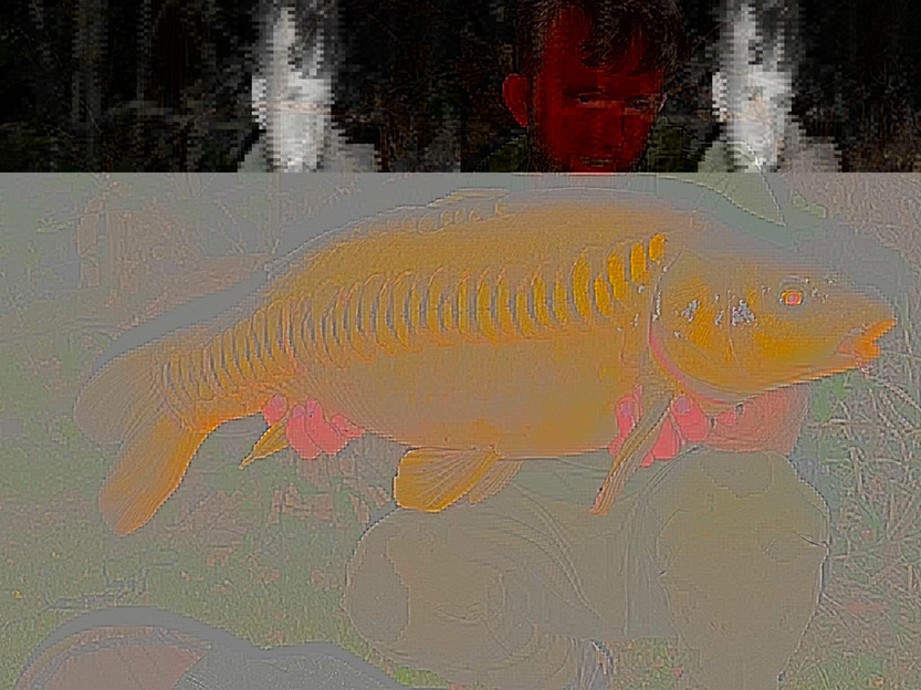 18lb Zippy. September 2026 (1)
